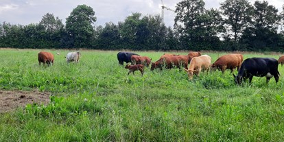 Urlaub auf dem Bauernhof - Tiere am Hof: Ponys - Nordrhein-Westfalen - Ferienhof Bettmann