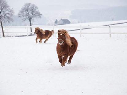 Urlaub auf dem Bauernhof - Trampolin - Deutschland - Pony im Winter - Hardthof-Sauerland