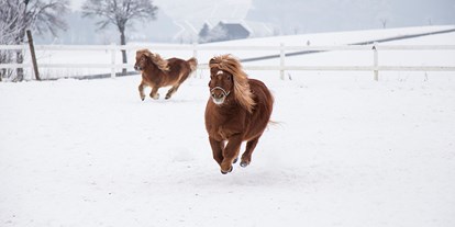 Urlaub auf dem Bauernhof - Nordrhein-Westfalen - Pony im Winter - Hardthof-Sauerland