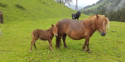 vacation on the farm - Wagrain - Unsere Ponys - Reiterhof Seiterhof