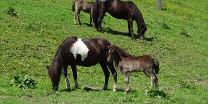 Urlaub auf dem Bauernhof - Ponyreiten - Unsere Islandpferde - Reiterhof Seiterhof
