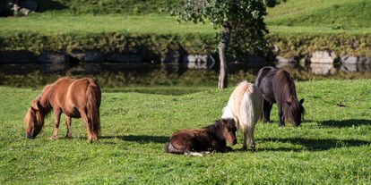 Urlaub auf dem Bauernhof - Tiere am Hof: Ponys - Österreich - Reiterhof Seiterhof