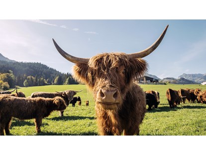 Urlaub auf dem Bauernhof - absolute Ruhelage - Österreich - Hochlandrinder - Feriengut Unterhochstätt