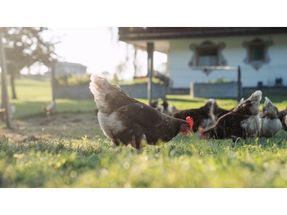 Urlaub auf dem Bauernhof - erreichbar mit: Auto - Hühner - Feriengut Unterhochstätt