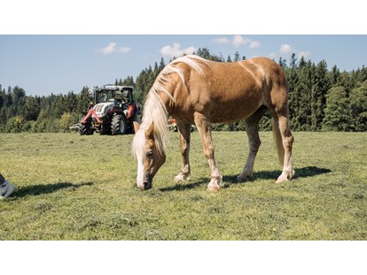 Urlaub auf dem Bauernhof - Mithilfe beim: Heuernten - Österreich - Pferde - Feriengut Unterhochstätt