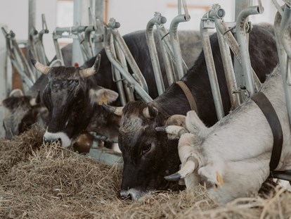 Urlaub auf dem Bauernhof - Art der Landwirtschaft: Milchbauernhof - Alpen - Im Laufstall gibts immer Heu und Wasser - Gogerer Hof