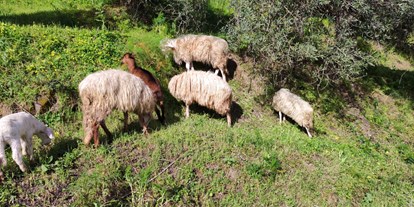 Urlaub auf dem Bauernhof - Bio-Bauernhof - Italien - Animali al pascolo - Fattoria di Grenne - Azienda Agrituristica Piccolo 