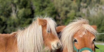 Urlaub auf dem Bauernhof - Tiere am Hof: Pferde - Österreich - MiniPonys - Kinderbauernhof Albeineler Pitztal Tirol
