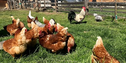 Urlaub auf dem Bauernhof - Hunde: nur auf Anfrage - Österreich - Hühner - Kinderbauernhof Albeineler Pitztal Tirol