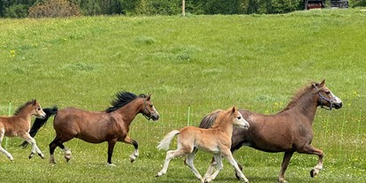 Urlaub auf dem Bauernhof - Tiere am Hof: andere Tierarten - Österreich - Pferde - Kinderbauernhof Albeineler Pitztal Tirol