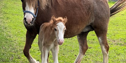 Urlaub auf dem Bauernhof - Tiere am Hof: Pferde - Österreich - Pferde - Kinderbauernhof Albeineler Pitztal Tirol