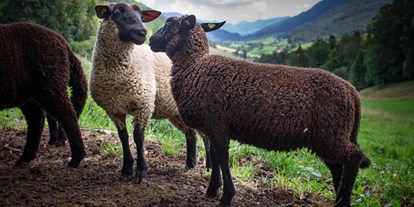 Urlaub auf dem Bauernhof - Schweiz - Unsere Schafe
 - Berghof Montpelon