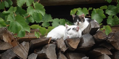 Urlaub auf dem Bauernhof - Fernseher am Zimmer - Nassfeld-Pressegger See - Die Katzen warten auf Streicheleinheiten - Biobauernhof Wegscheider