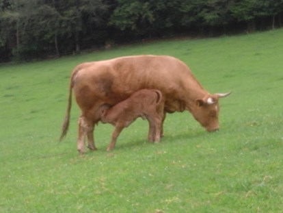 Urlaub auf dem Bauernhof - Mithilfe beim: Tiere pflegen - Österreich - Mutterkuh mit Kälbchen auf der Weide - bei der Mama schmeckts am  besten
 - Hochgattern