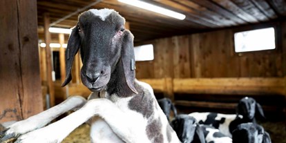 Urlaub auf dem Bauernhof - Tiere am Hof: Schafe - Österreich - unsere Tiere - Adlerhof Pitztal