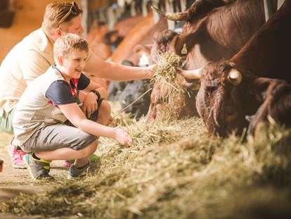 Urlaub auf dem Bauernhof - Top-Hof 2024 - Im Kuhstall haben wir 30 Pinzgauer Kühe mit Jungtieren und Kälbchen.
Die Kühe produzieren unsere gute Bio - Milch - Familotel Landgut Furtherwirt