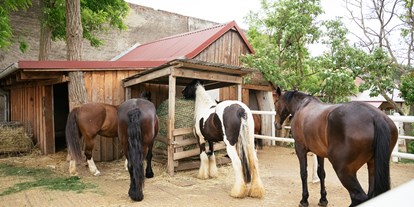 Urlaub auf dem Bauernhof - Illmitz - Unsere Pferde - Hippo-Campus Reit- und Therapiezentrum