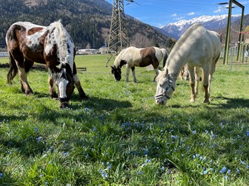 Bio-Bauernhof Auernig I nostri animali Quattro cavalli