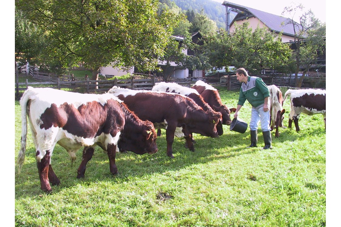 Ferien Bauernhof: Unsere Pinzgauer-Kühe auf der Wiese - Bio-Bauernhof Auernig