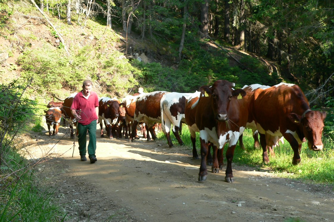 Ferien Bauernhof: Almauftrieb mit Kühen - Bio-Bauernhof Auernig