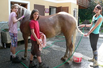 Ferien Bauernhof: Pferde beim Waschen - Bio-Bauernhof Auernig