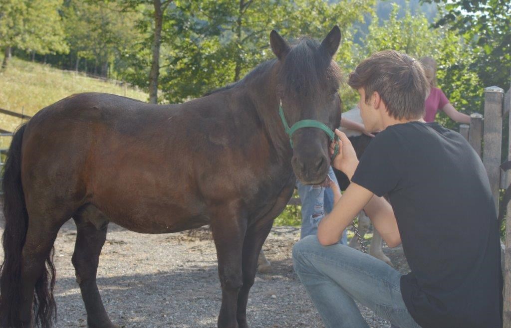 nawu apartments unsere Tiere Pony