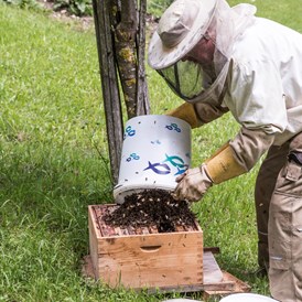 Ferien Bauernhof: beim Bienenschwarm Fangen - Biohof Lueg