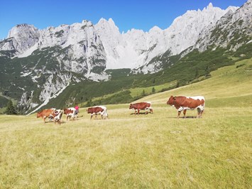 Payrhof unsere Tiere Pinzgauer-Kühe