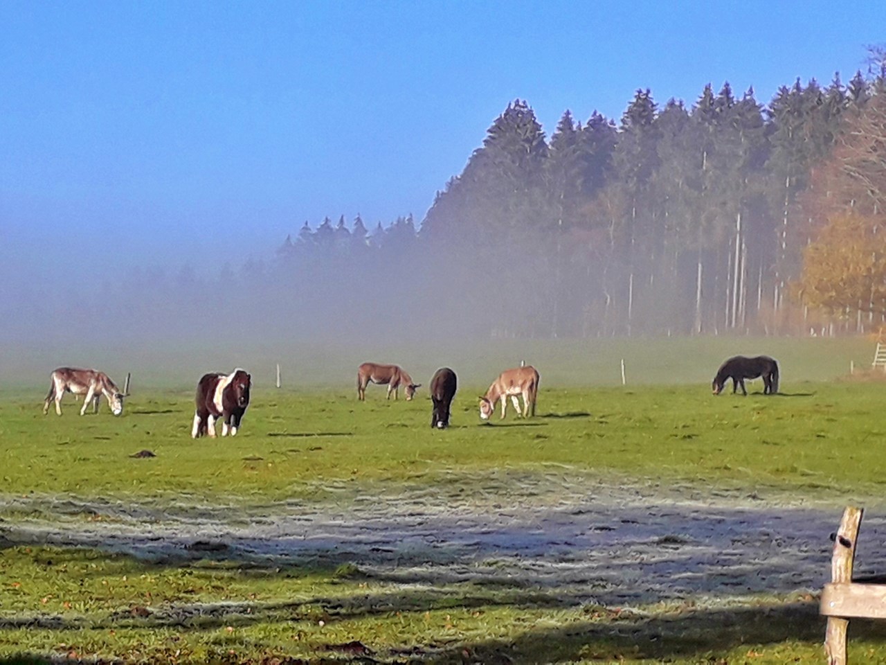 Ferienhof Vennhof unsere Tiere Ponys und Esel