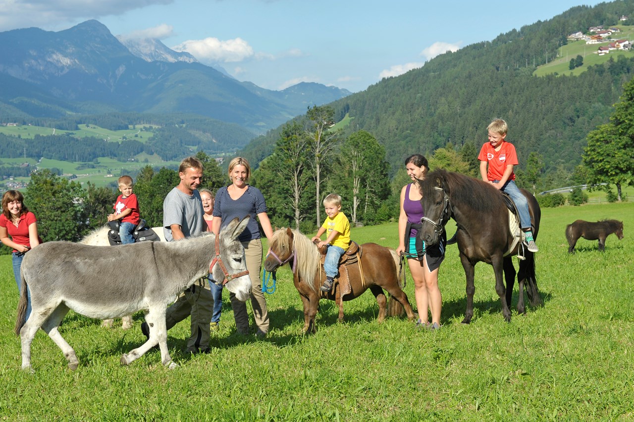 Abelhof unsere Tiere Esel und Ponys