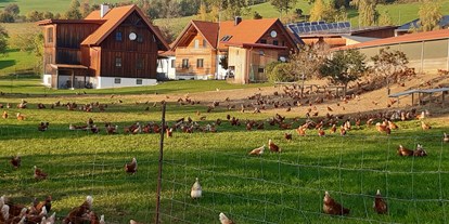 Urlaub auf dem Bauernhof - Wellness: Sauna - Steiermark - Die Hühner genießen ihre Freiheit - Loiblhof