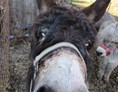 Ferien Bauernhof: Burli - Eselgut  mit  Donautraumblick