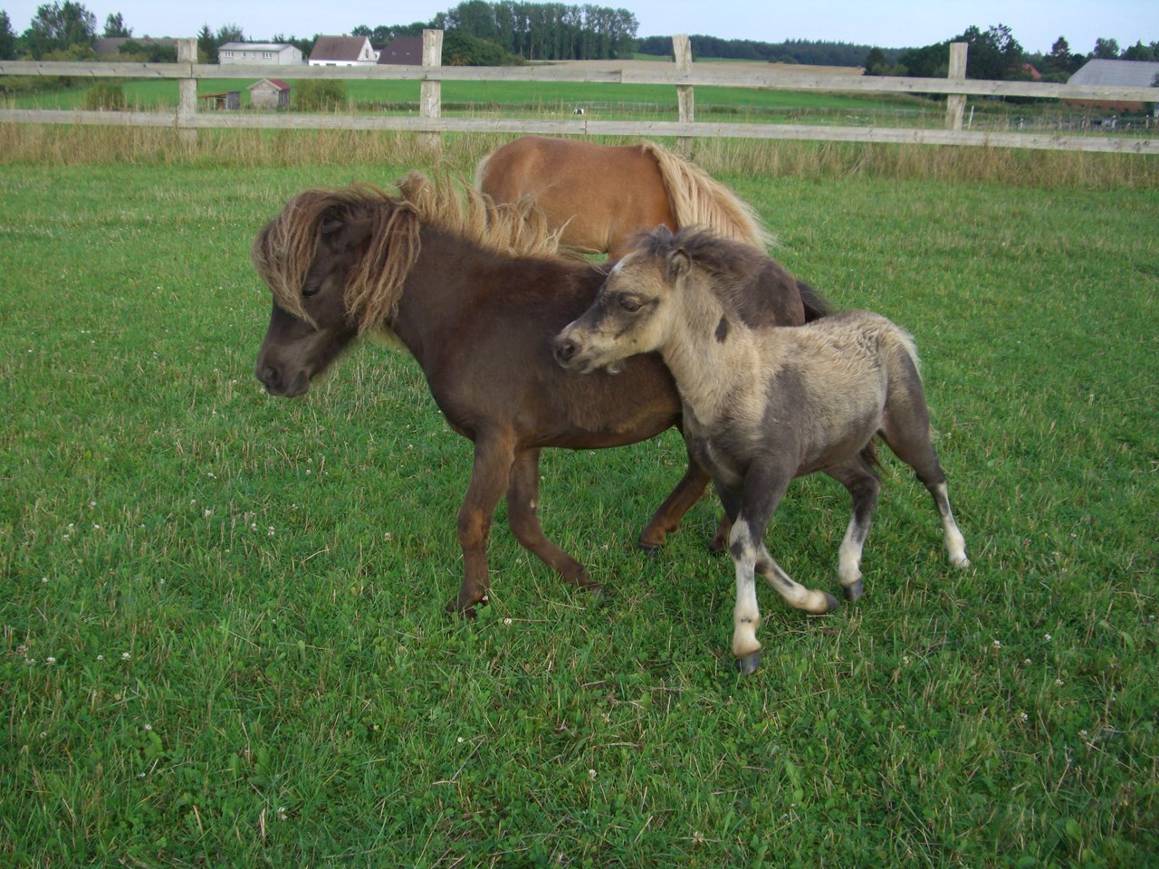 Ferienparadies Schwalbenhof unsere Tiere Unsere kleinen Shettland Ponys