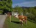 Ferien Bauernhof: Unsere Kühe dürfen auf die Weide. - Ferienhof Pfaffenlehen