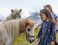 Ferien Bauernhof: unsere zwei Ponys- Straciatella und Karamella - Panoramahof am Goldberg