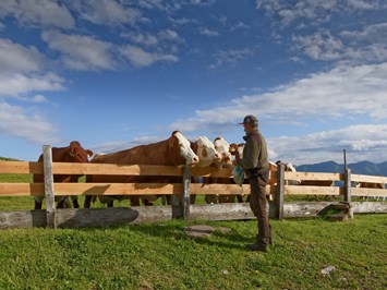 Panoramahof am Goldberg unsere Tiere unsere Kuhherde